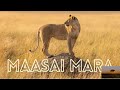 Masai Mara/Kenya safari vlog/African safari