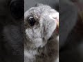 今日のマッピー🐰