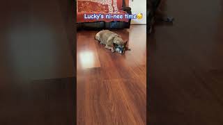 #shortsvideo #pets#love #petlover #petlife #love#bestie #shorts