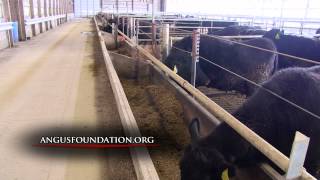 The Angus Report, July 1, 2013: Practical Applications