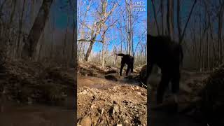 LOOK AT THAT! CREEK RESTORATION!! The work continues! #campground