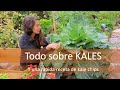 Como cultivar KALE (Variedades, tips y recetas)