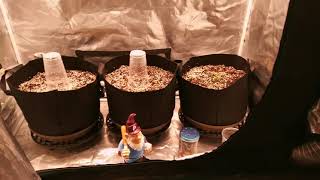 Seedlings under Mars Hydro LEDs, SP3000 & SP250 side by side