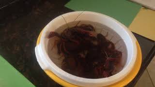 Victoria Talking About Xinglis Live Crawdads