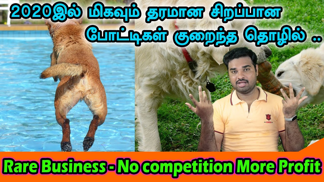 How to Start Pet Boarding Business at Home I Dog Pet Hostel Weekly