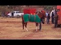 Carreras de caballos - El Tepetate Loreto 2015