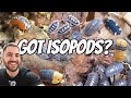 I GOT MORE ISOPODS! (FULL COLLECTION TOUR 36 SPECIES!)