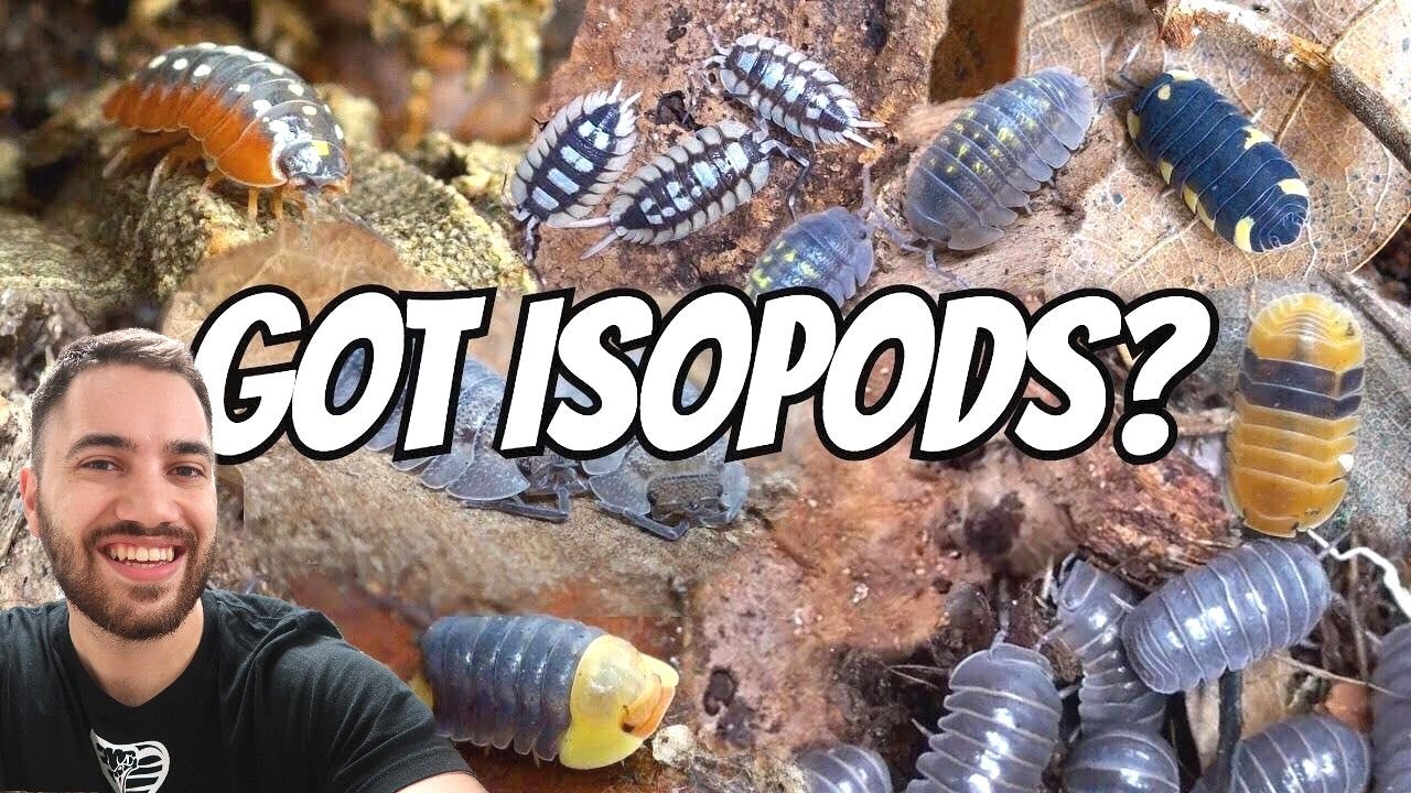I GOT MORE ISOPODS! (FULL COLLECTION TOUR 36 SPECIES!)