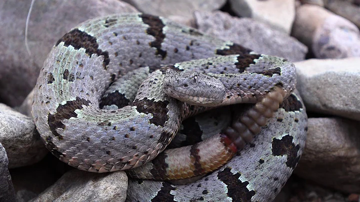 The Desert of Rattlesnakes - teaser for new documentary from Living Zoology!