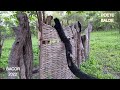 LA FORET DE BAKOR PAR POETE BALDE ENO KOLDA