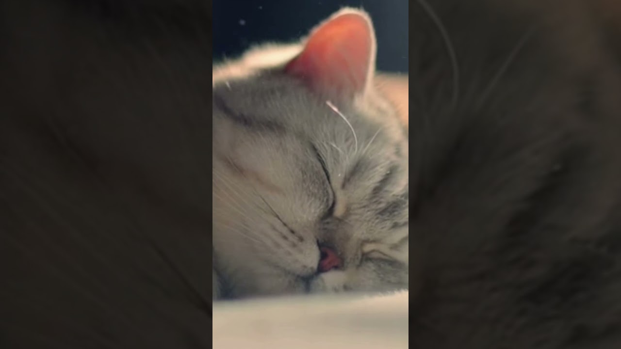 Calm Ambient Sound for Sleeping Cats 🐾