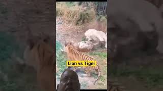 Lion vs tiger ? fight viralyoutube video short ♥️ ❤️ ? ?