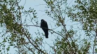 how to Amazing Talking And Singing Raven!(crow)