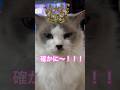 【CAT】大事な話がある #shorts #cat #cats #ねこ #かわいい #可愛い