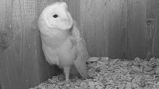 Mating Calls: Why Do Barn Owls Make This Strange Noise? | Live | Discover Wildlife | Robert E Fuller