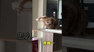以防有人不知道虎虎和我是双向奔赴！#虎虎 #cat #萌寵 #cute #funny #shorts
