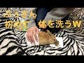 【ぷぅの日常】初！赤ちゃんうさぎ体を拭いて綺麗にした！