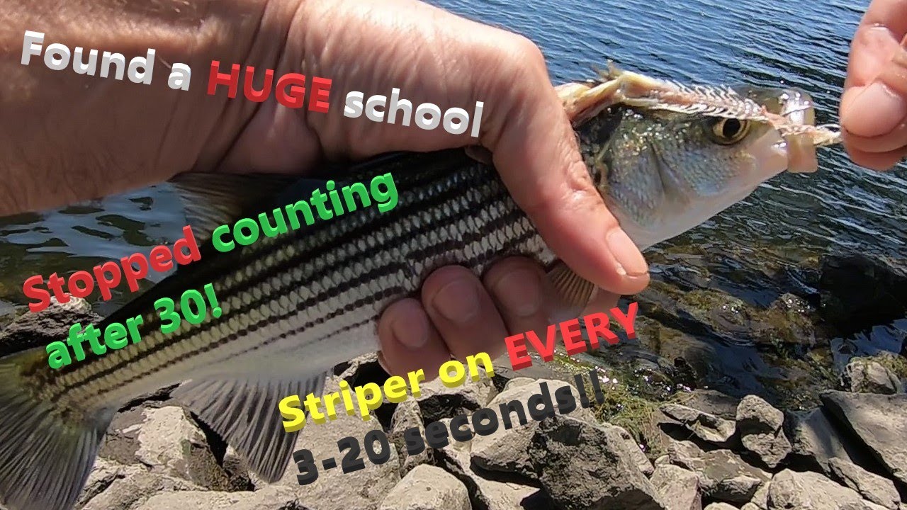 INSANE Striper Fishing in the Stockton California Delta! Fish on every