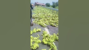Thumbnail of Ratusan kilo buah pisang ini tercecer di jalanan #shorts