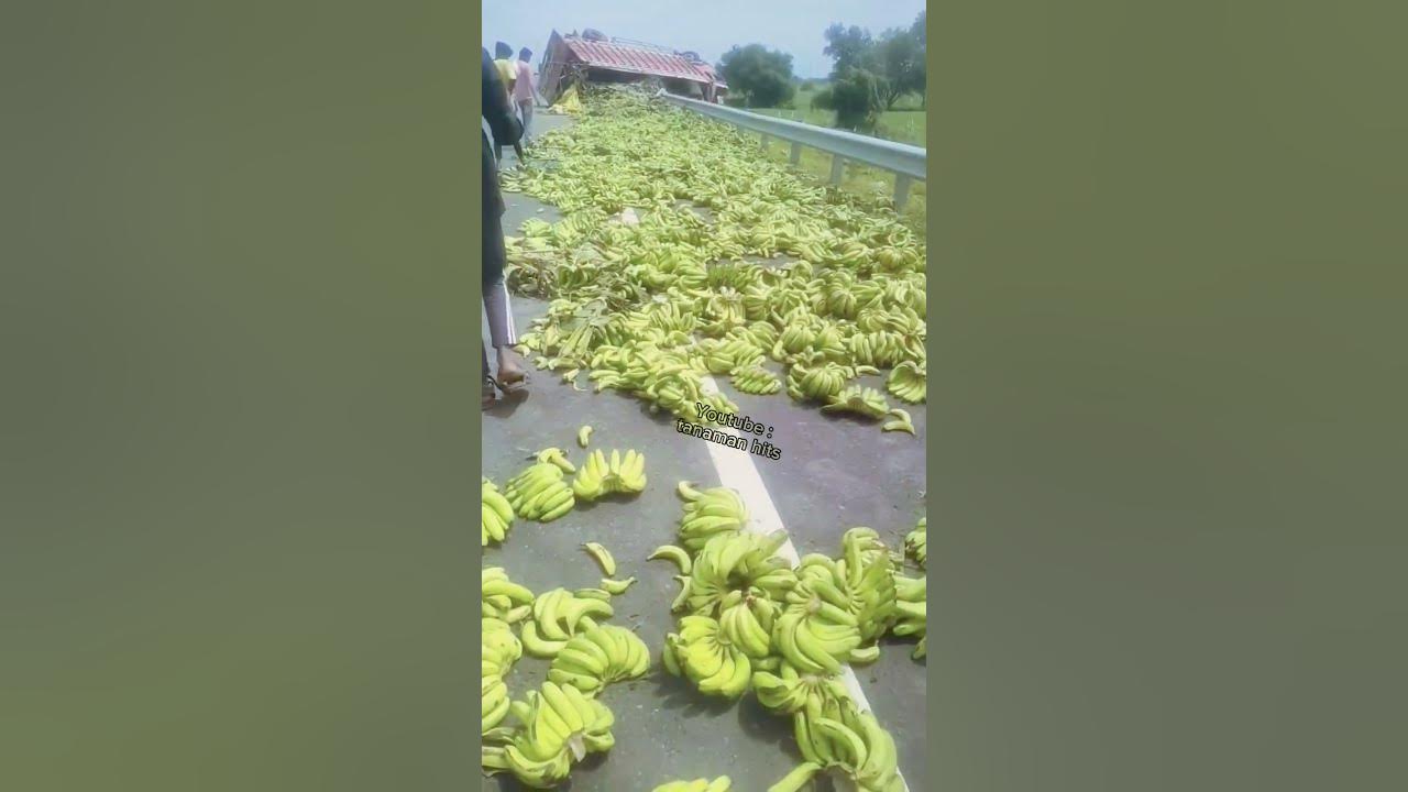 Ratusan kilo buah pisang ini tercecer di jalanan #shorts