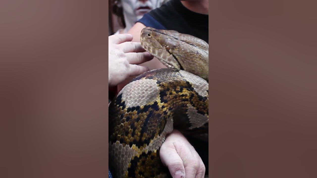 Longest snake in captivity - Medua at 7.67 metres (25 ft 2 in) 🐍 