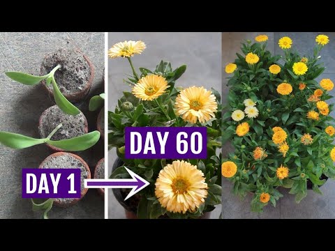 Video: Kun je Calendula in potten kweken - Leer meer over in container gekweekte Calendula-verzorging