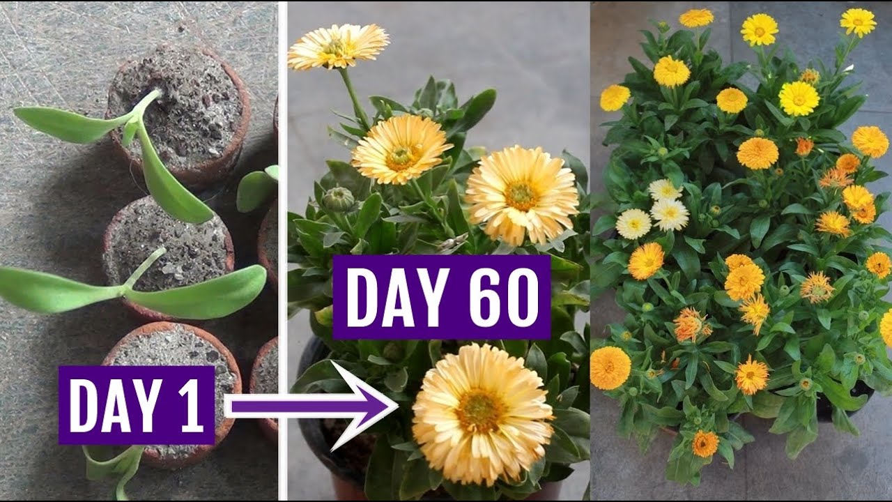 Know The Right Way To Grow N Care For Calendula In Pots With Results Youtube