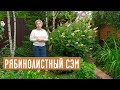 РЯБИНОЛИСТНЫЙ СЭМ - кустарник за которым не ухаживают / Садовый гид