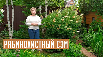 РЯБИНОЛИСТНЫЙ СЭМ - кустарник за которым не ухаживают / Садовый гид