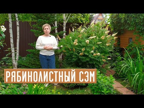 Vidéo: Riabinnik