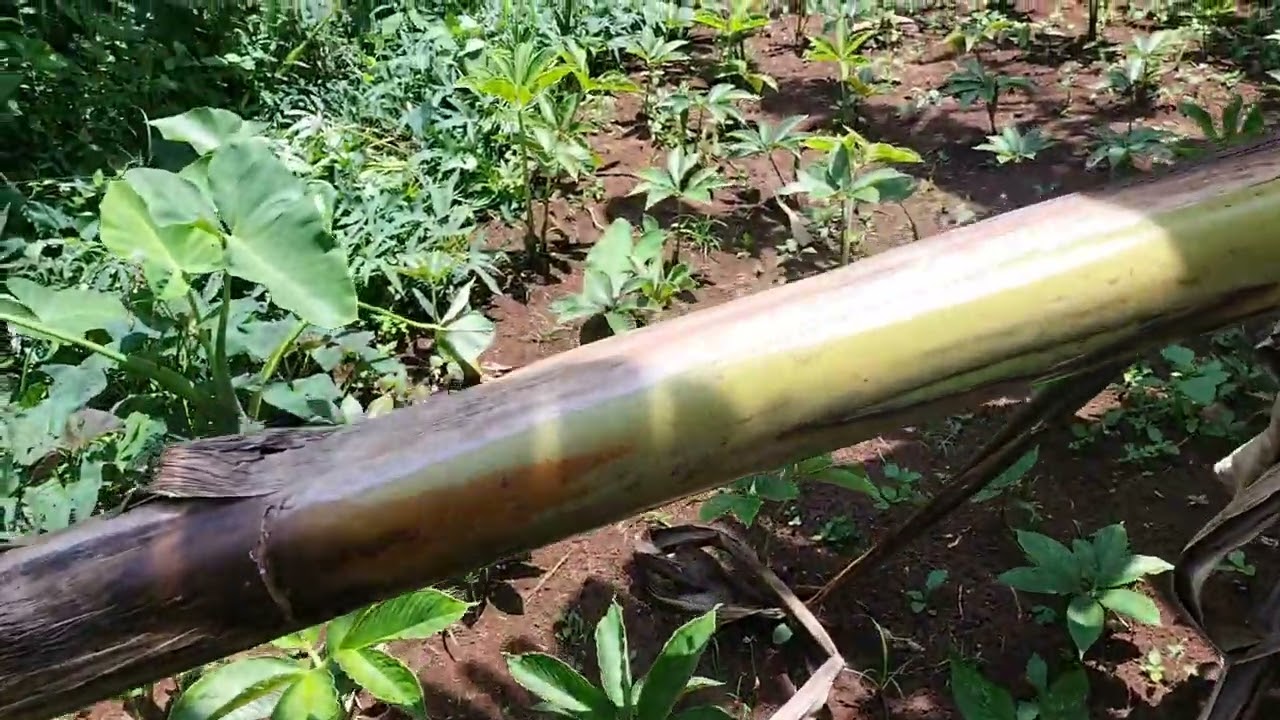 Keadaan Porang lahan 2 hari ini sudah mulai banyak yg tumbuh tunas ke 2