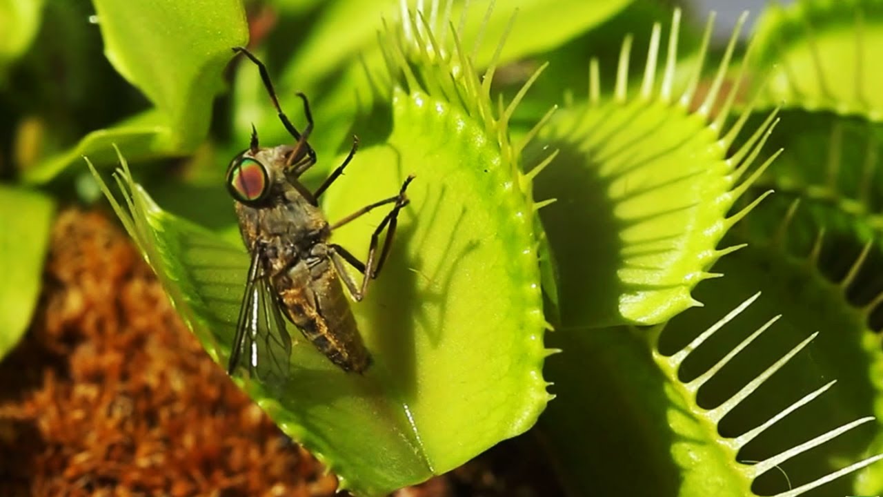 Fly catch. Flytrap vs. Wasp.