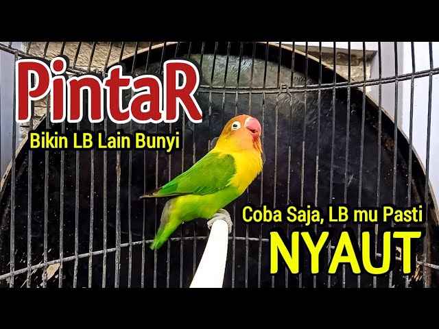 Suara Burung Lovebird Ngekek Panjang ini PINTAR Bikin Labet lain BUNYI, Coba Saja LB mu PASTI NYAUT class=