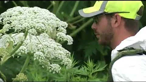 Hogweed Plant Continues to Spread