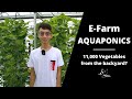Efarm aquaponics malaysia  11000 vegetables from the backyard in cheras kl