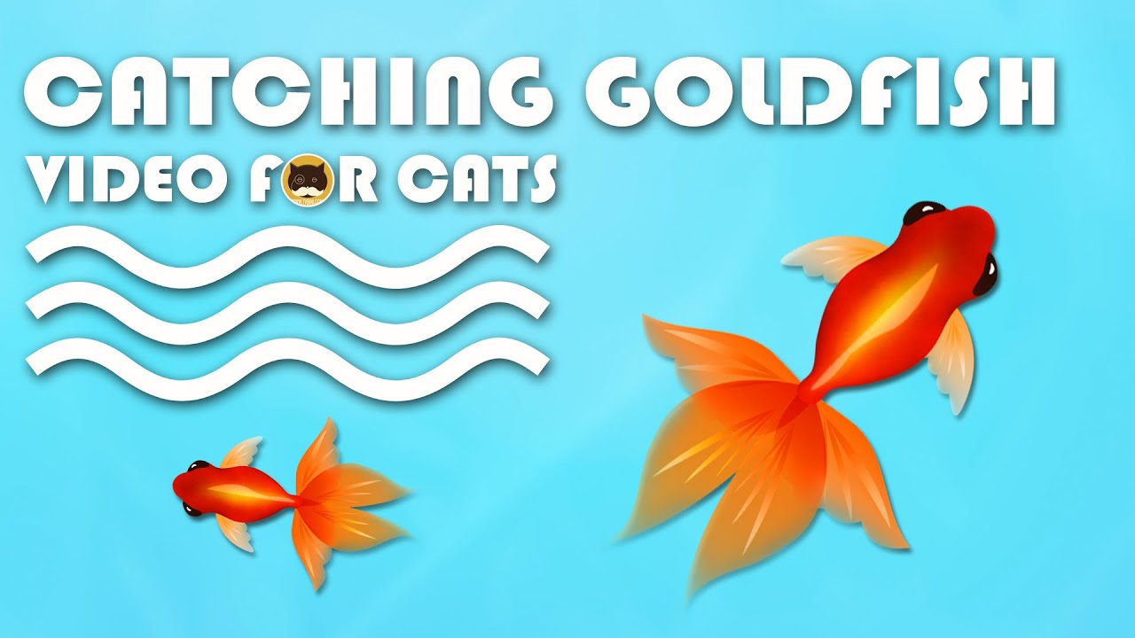 Cat Games On Screen Catching Goldfish Entertainment Video For Cats To Watch Youtube Kitty Games Cat Gif Fishing Videos