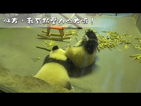 《熊貓早晚安》胖友，我有點壓力山大呀！| iPanda