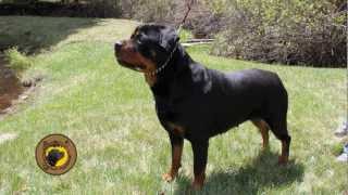 Von Eisenhart Rottweilers - Dogs