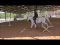 Horse riding cantering jumping with  quinn cantering equestrianlifestyle plf equestrian