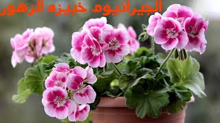 نبات الجيرانيوم Geranium(خبيزه الزهور) ومعلومات سريعه