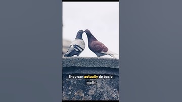 Pigeons Can Do Math?!