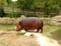 Hippo gets explosive diarrhea