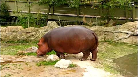 Hippo gets explosive diarrhea. - DayDayNews