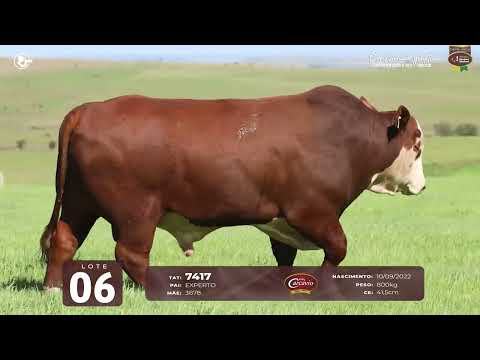 LOTE 06 - TAT 7417 M Braford
