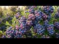 Giant Blueberry Jumbo Harvest in the USA 🫐 | Super Big, Juicy &amp; Satisfying Farming Process