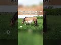 🤔Каково это — работать с лошадьми? #беларусь #лошади #белорусскаяупряжная #коневодство
