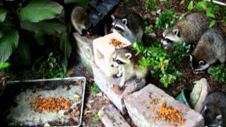100_2238.mov