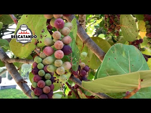 Video: ¿Qué son las uvas de mar? Cómo cultivar una planta de uva de mar