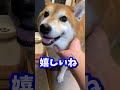柴犬兄弟に『父来たよー』と伝えたら反応違い過ぎた #shibadog #柴犬 #sibainu  #犬のいる生活 #shorts