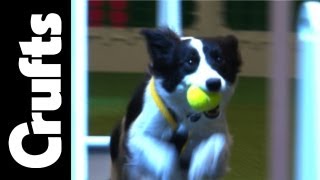 Flyball Team Finals - Part 2 - Crufts 2012